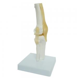 Kids Learning Anatomical Knee Joint Model Display Medical Tool