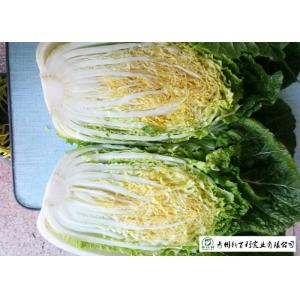 China Fresh Chinese Napa Cabbage 2.5 KG / PER No Putrefaction Good Taste supplier