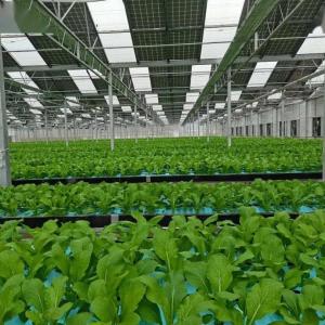 Multi-Span Arch Type PE/Po Plastic Film Photovoltaic Solar Greenhouse for Performance