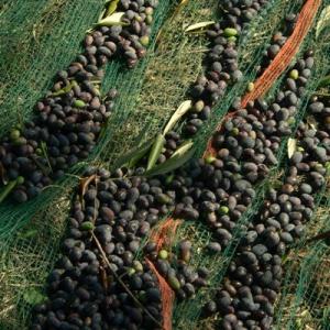 Olive Harvest Netting Green Black White Color Warp Knitted Type Width 0-20m