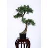 80cm Artificial Bonsai Tree Refreshing , Indoor Bonsai Plants Gorgeous