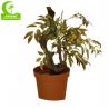 China Natural Look 160cm Artificial Ficus Tree For Garden Decoration wholesale