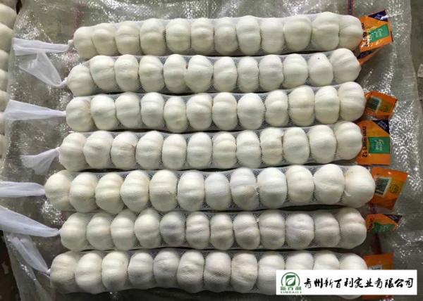 Normal White Fresh Organic Garlic , Raw Garlic -3 ℃ To 0 ℃ Transporting