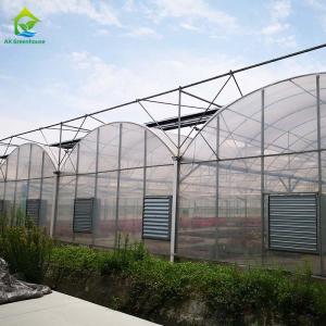 Hot Dip Galvanized Steel Frame Multi Span Greenhouse For Tomatoes And Cucumbers