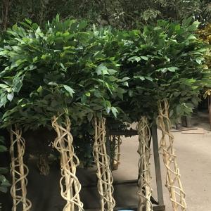 Potted Ficus Plant Faux Artificial Ficus Tree Indoor Green Tree with Exquisite Design