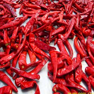 China Sichuan Facing Heaven Chillies Ignite  With Chinese Spice supplier