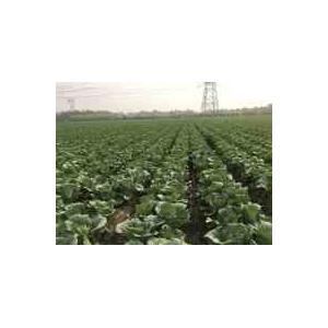 China No Fleck Small Head Cabbage , Lower Cholesterol Levels Ball Cabbage supplier