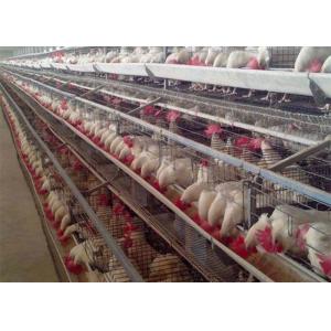 China Automatic 4 Tiers 128 Birds Poultry Chicken Cages supplier