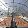 China Stable Structure Vegetable and Herb Drying Greenhouse with Advanced Ventilation Technology wholesale