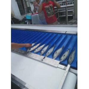 China ISO Automatic Fish Cutting Machine Multiscene 1550x800x1450mm supplier
