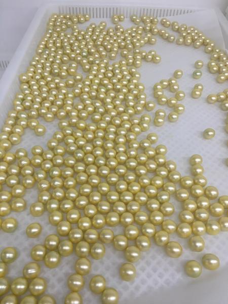 Máquina médica profesional de la encapsulación de Softgel con el sistema de alarma