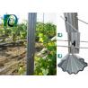 Anti Corrosion Metal Vineyard Trellis Posts For Fruit Planting 1.8MM X 2.4M Size
