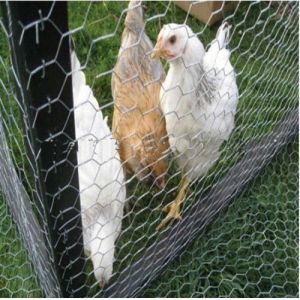 China cheap chicken &amp; rabbit wire mesh wholesale