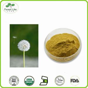 High Quality pure natural Dandelion root powder