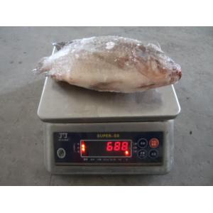 China High quality Frozen Gutted Scaled Tilapia whole round with competitive price supplier