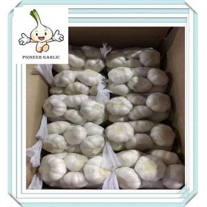 China New Crop Garlic Fresh Garlic For Wholesale Grade A quality fresh garlic supplier