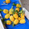 China 野菜洗浄ライン アナナスの汁加工ライン アナナスの泡洗浄と振動式空気乾燥ライン 果物加工機械 アナナスの加工ライン wholesale