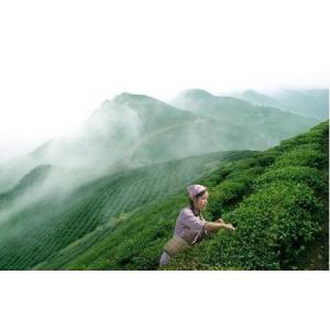 China A fonte de recursos naturais no oeste do chá da saúde do chá do SE do chá verde de província de Hubei supplier
