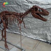 China Personalized customization Dinosaur Bone Replicas T Rex Skull Replica on sale