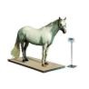 China Floor Scale Stainless Steel With Indicator Animal Weigher wholesale