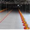 China Plastic Automated Poultry Feeder Drinker  ,  Full Automatic Animal Feeder wholesale