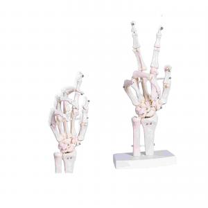 Human Life Size Finger Bone Flexible for Medical Demonstration Study Education with Base Skeleton Hand Joint Model