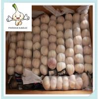 China New crops fresh garlic white 3.5cm-6.0cm shandong province on sale