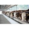 Energy-efficient Light Weight Steel Structural Framing Cowshed Systems With