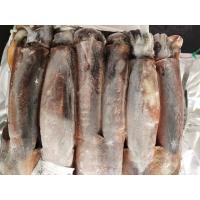 China Whole Round BQF 400g 600g Good color Argentina Frozen Illex Squid on sale