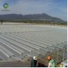 Fruits 0.4KN/M2 4m Height Commercial Glass Greenhouse