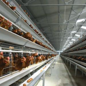 China Husbandry Livestock 3 Tier Chicken Cage HDG Broiler Farm Equipment supplier