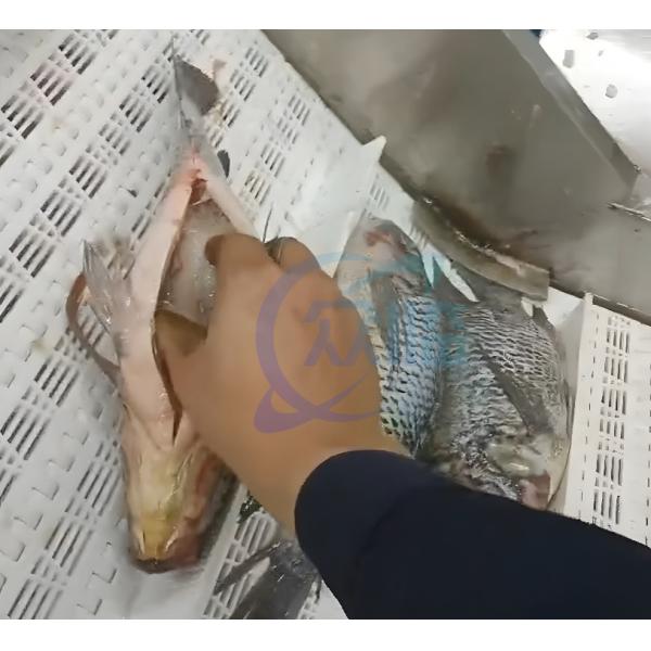 China Seafood processing factory fish belly and back cleaning machine Fish cutting and cleaning machine wholesale
