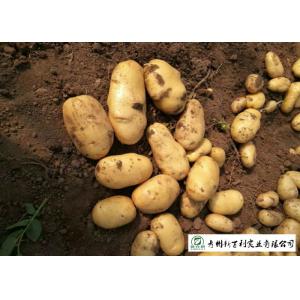 China Delicious Fresh Potato Can Used As A Vegetable Or As A Staple Food supplier