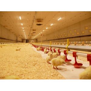 Nipple Drinking System Odm Broiler Poultry Equipment For Farm