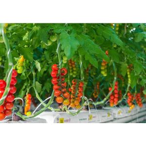 China Greenhouse Polypropylene Thread Packing 1800m/Roll 3000m/Roll PP Twine wholesale