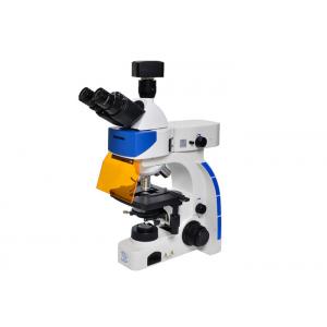 China LED Trinocular Upright Fluorescence Microscope with B & G Fluorescence Filter supplier