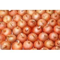 China Restaurant Aging Resistance Natural Fresh Onion on sale