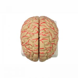 China Human 9 Part Plastic Brain Model For Teaching Life Size For Display wholesale