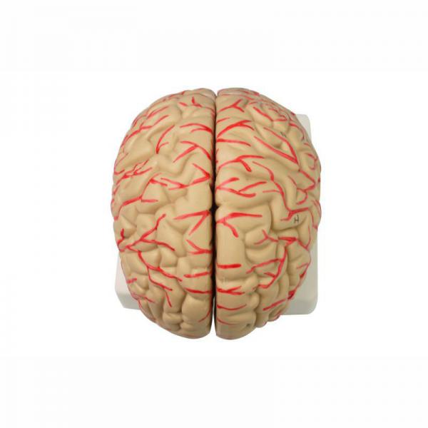 Human 9 Part Plastic Brain Model For Teaching Life Size For Display