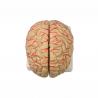 China Human 9 Part Plastic Brain Model For Teaching Life Size For Display wholesale