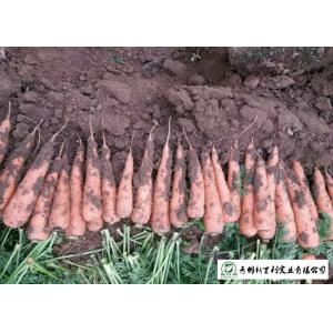 Nutritious Fresh Organic Carrots No Pesticide Residue Contain Carotene