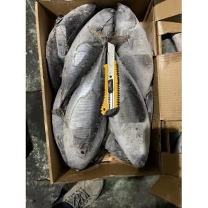 Bulk 500g up  Auxis Thazard Freezing Bonito Fish for export