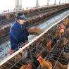 China 機械ウサギの鶏に5mmを作る大きい容量の家禽の餌 wholesale