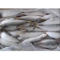 China BQF Freezing Bulk 75g Fresh Frozen Sardines For Bait on sale