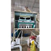 China Poland Rye Beans Color Sorter Machine For White Beans Sorting And Cleaning on sale