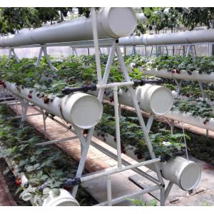 China Pollution Free Commercial Hydroponic Greenhouse Saving Water / Fertilizer supplier