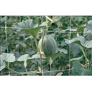 Hdpe Anti UV Climbing Plant Support Netting For Vegetable Crop , Green