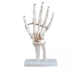 Medical Anatomy Human Finger Bone With Articulated Joints Wrist Ulna And Radius