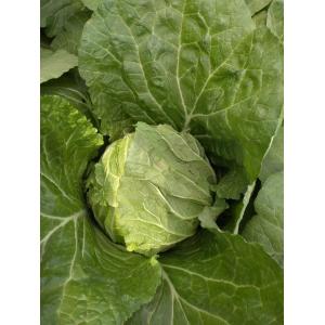 China Natural Bright Fresh Green Cabbage No Rotten Signs Fiber Shin 2.5kg / Per wholesale