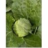 China Natural Bright Fresh Green Cabbage No Rotten Signs Fiber Shin 2.5kg / Per wholesale